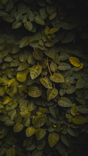 green leaves on body of water