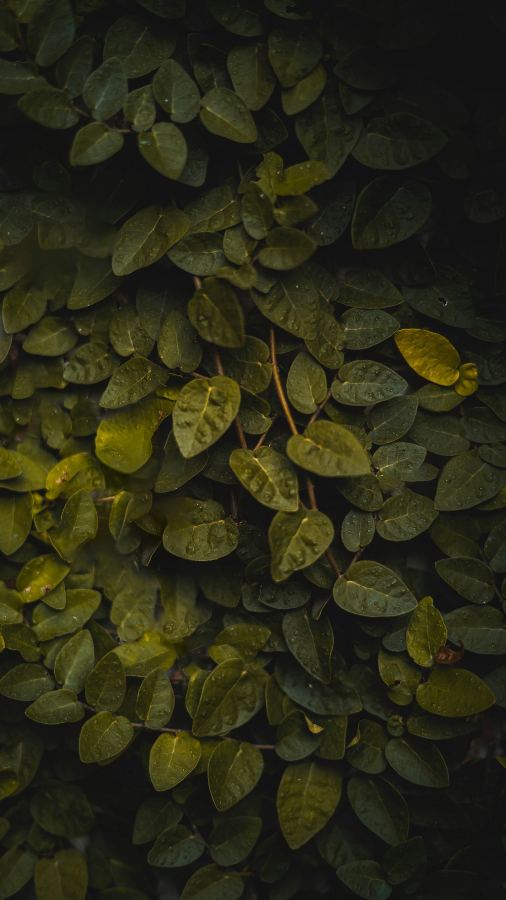 folhas verdes no corpo de água