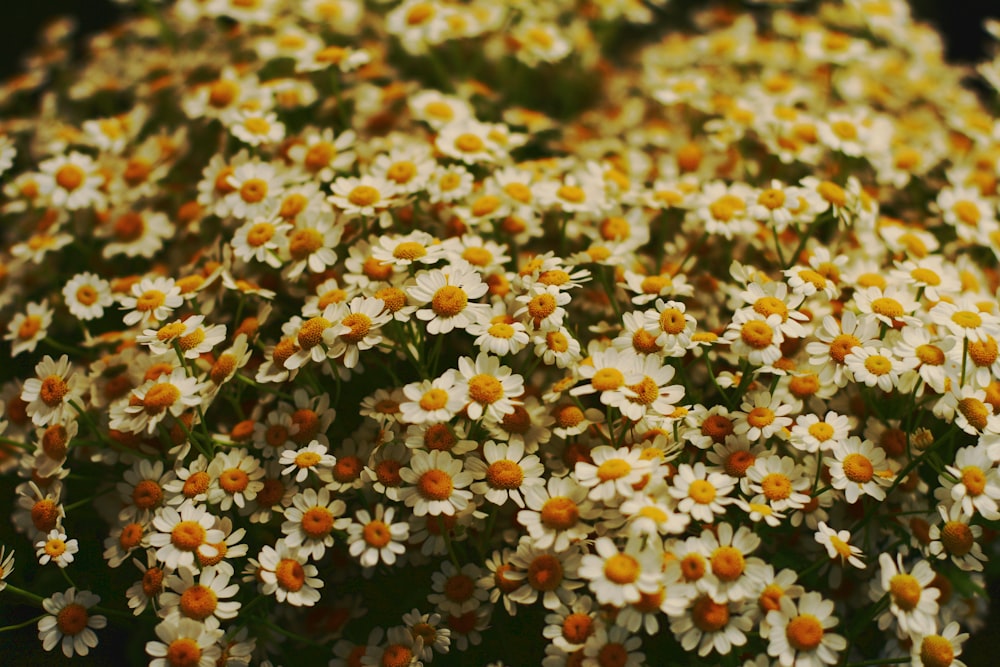 white and yellow flowers in tilt shift lens