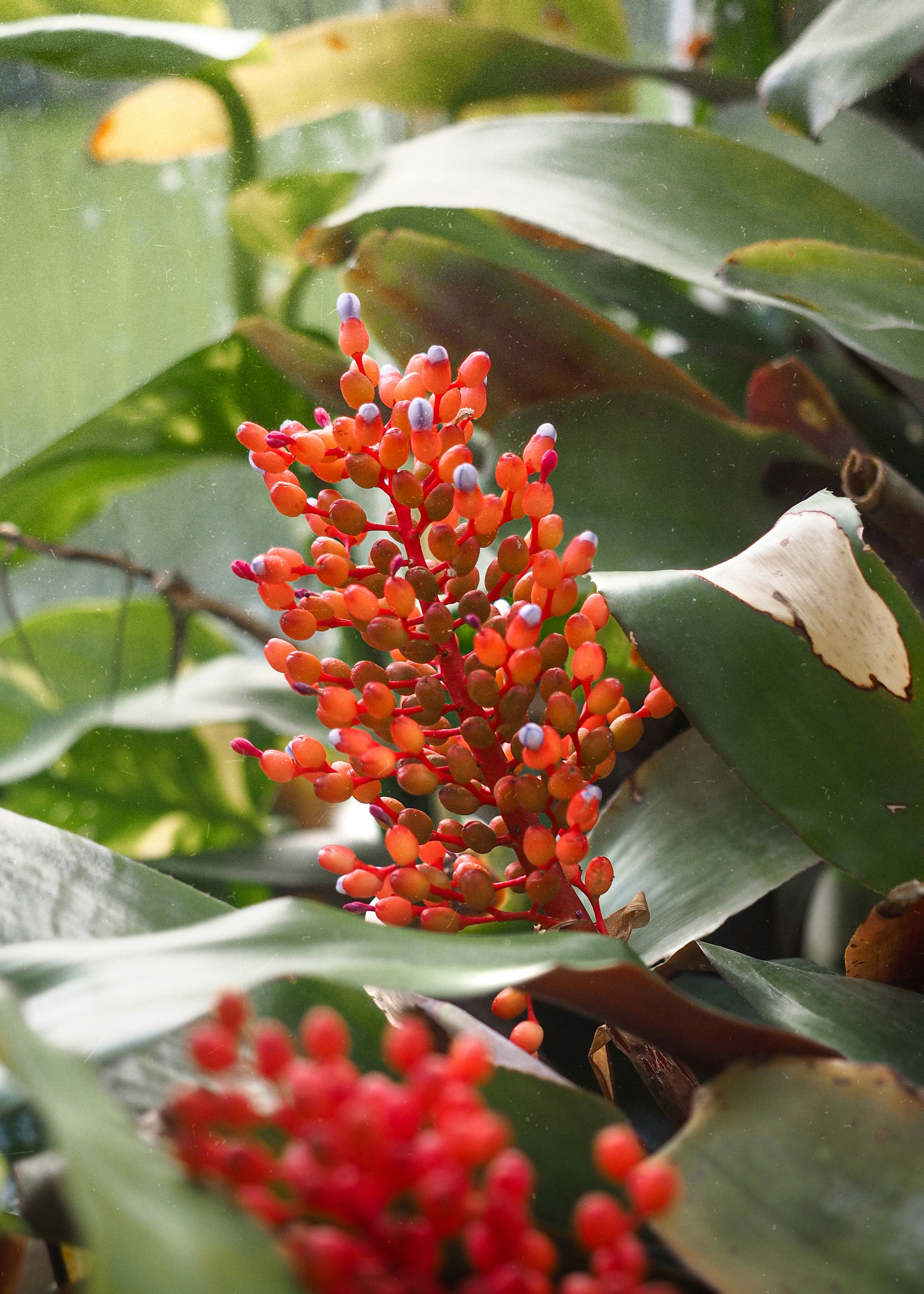 red and white flower in close up photography