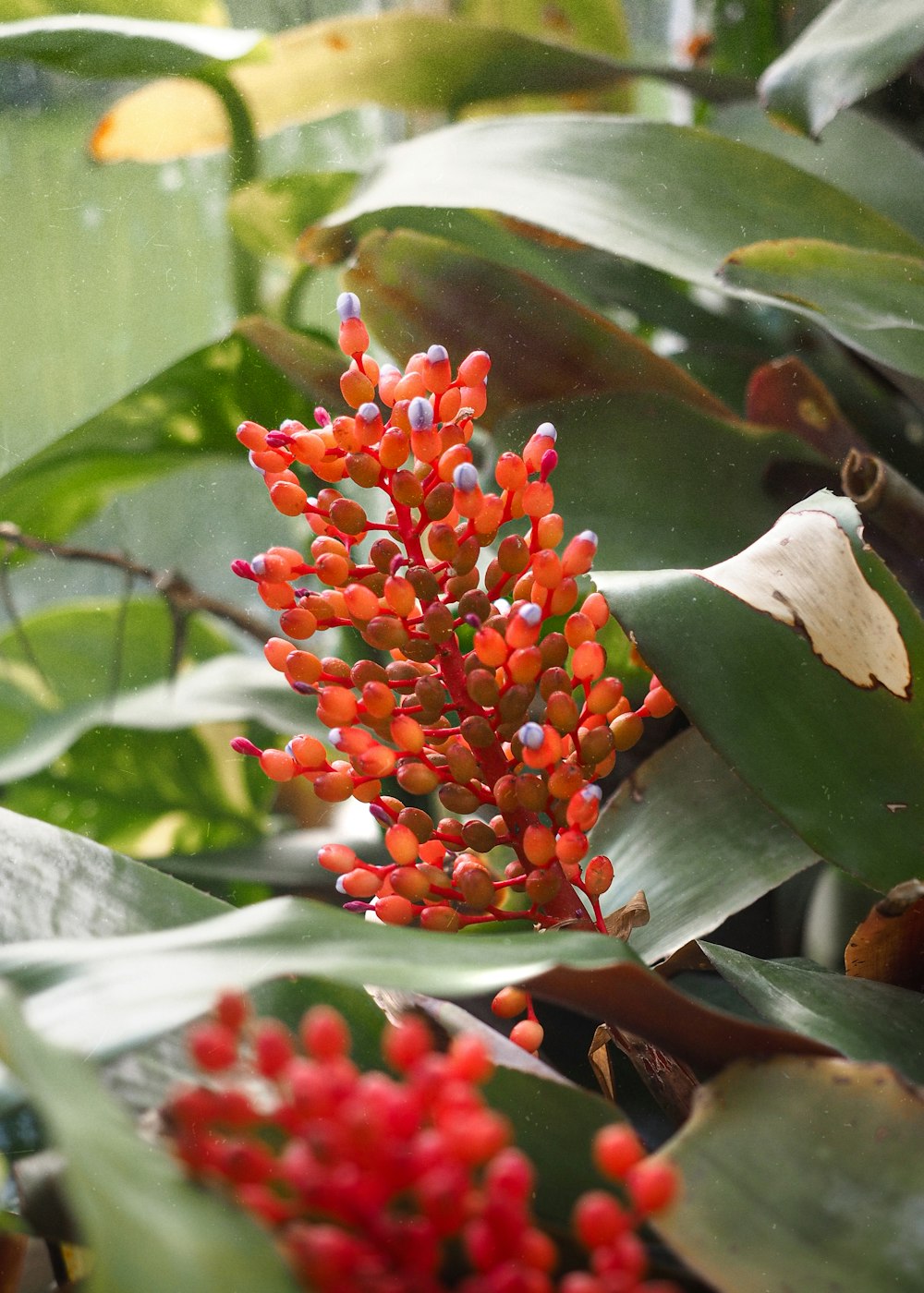 red and white flower in close up photography