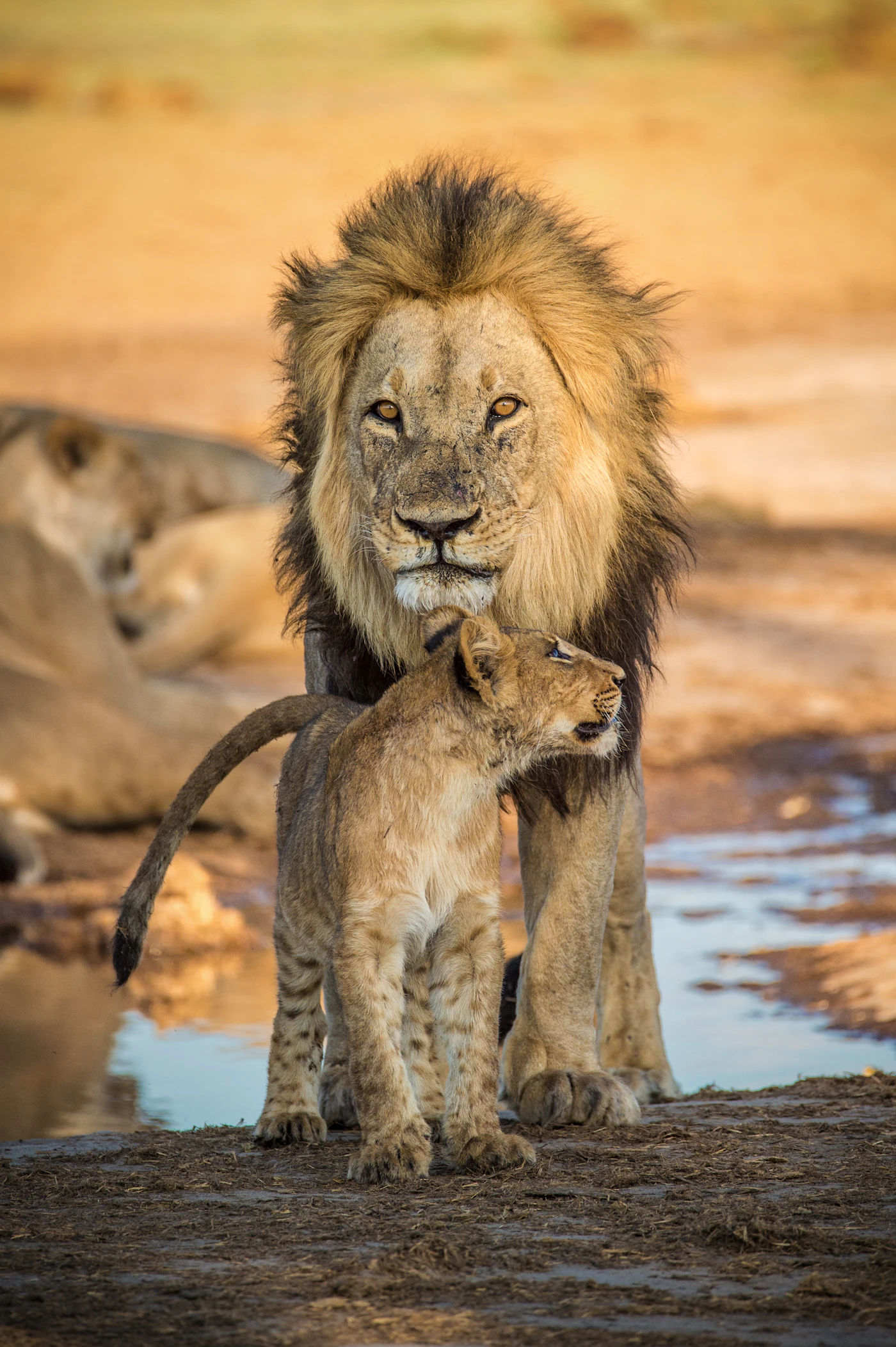 A lion resting at the water's edge in the day's heat