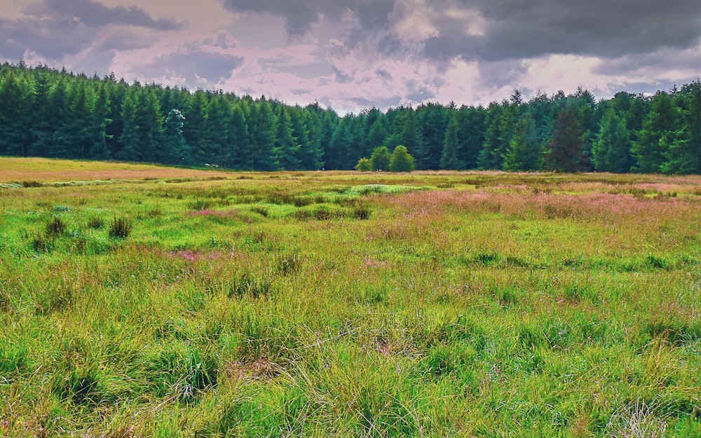 green grass field under cloudy sky during daytime