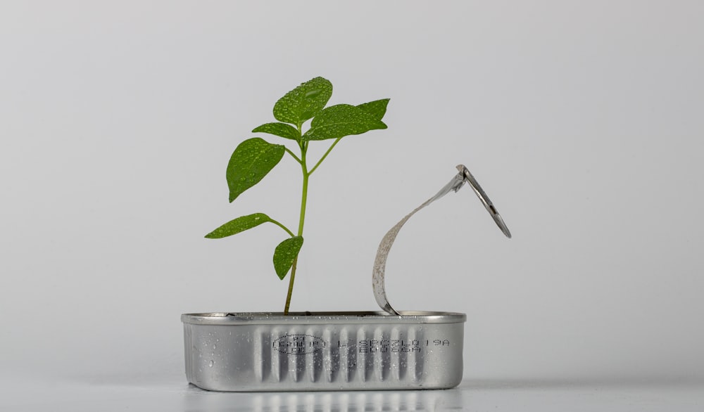 planta verde no vaso de aço prateado