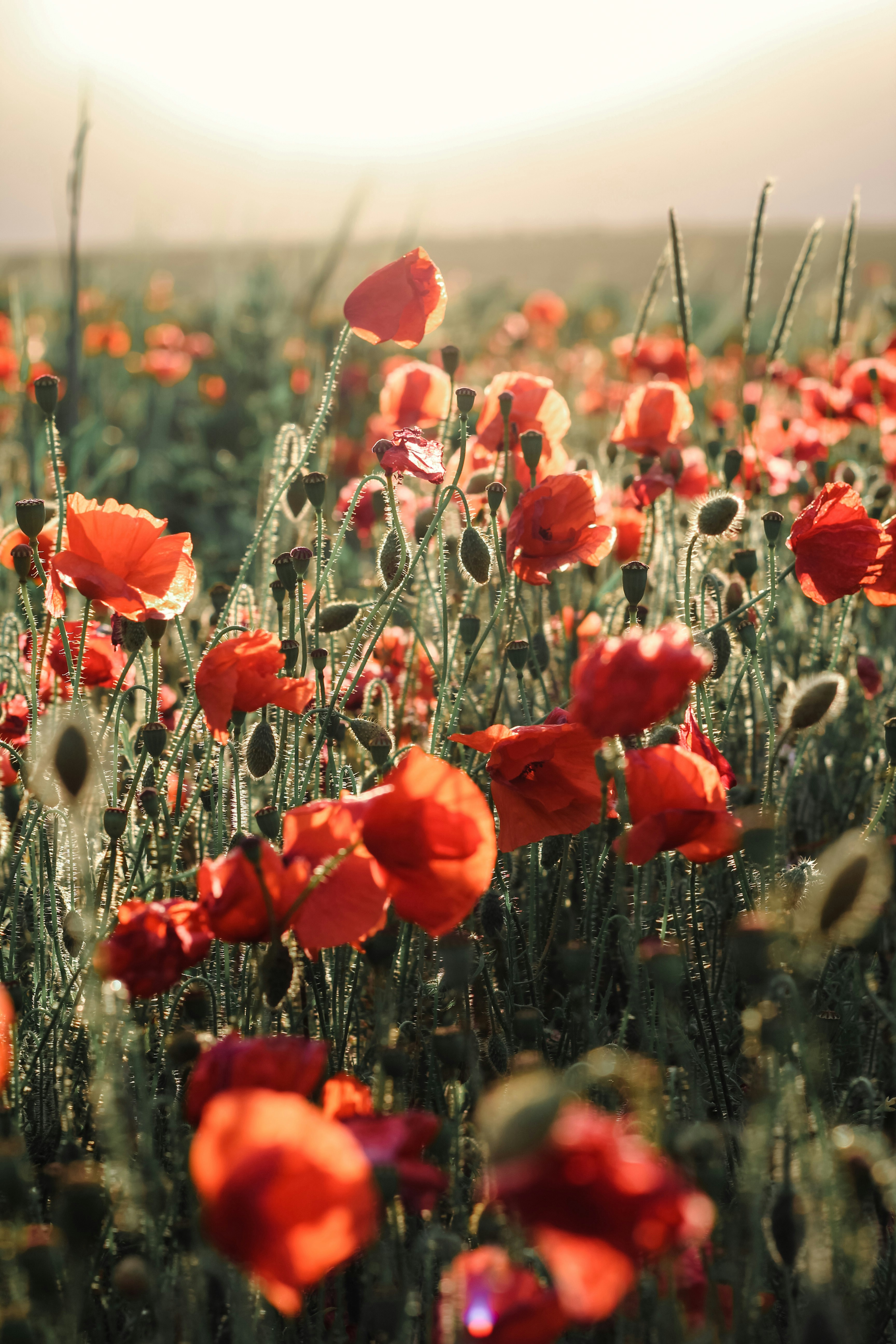 red flowers in tilt shift lens