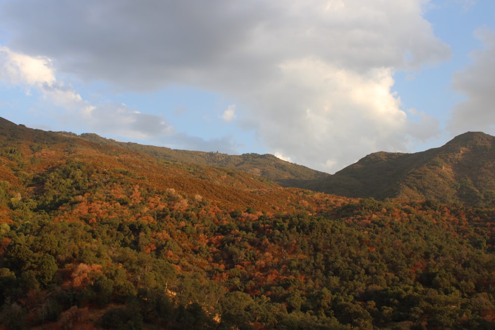 green and brown trees under white clouds during daytime