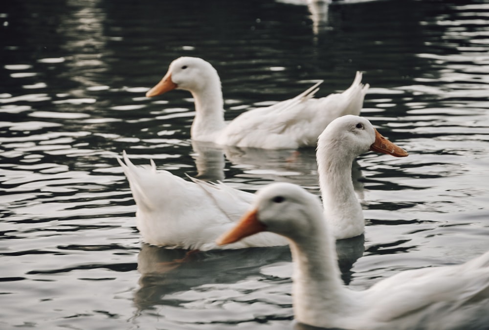 white swan on water during daytime