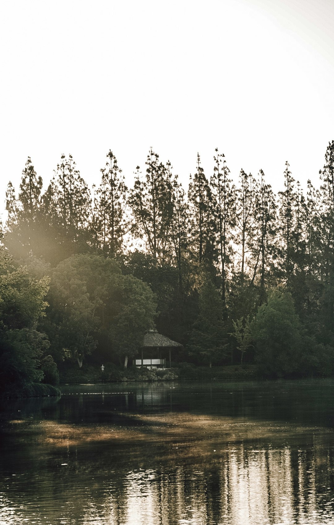 green trees beside body of water during daytime