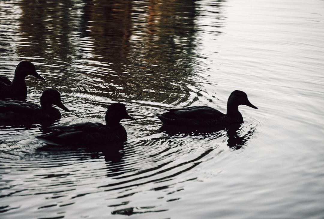 3 black duck on water during daytime