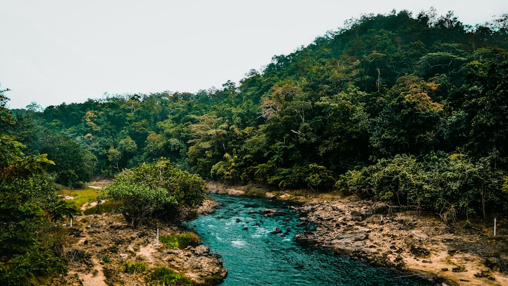 昼間の川沿いの緑の木々