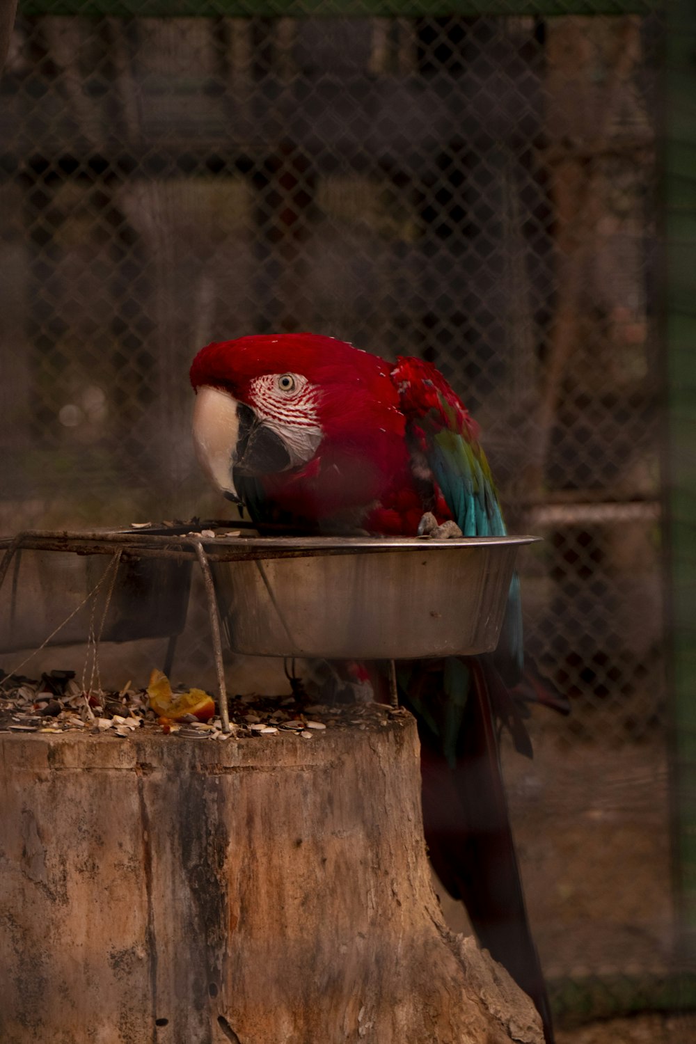 red and white parrot on brown wooden table