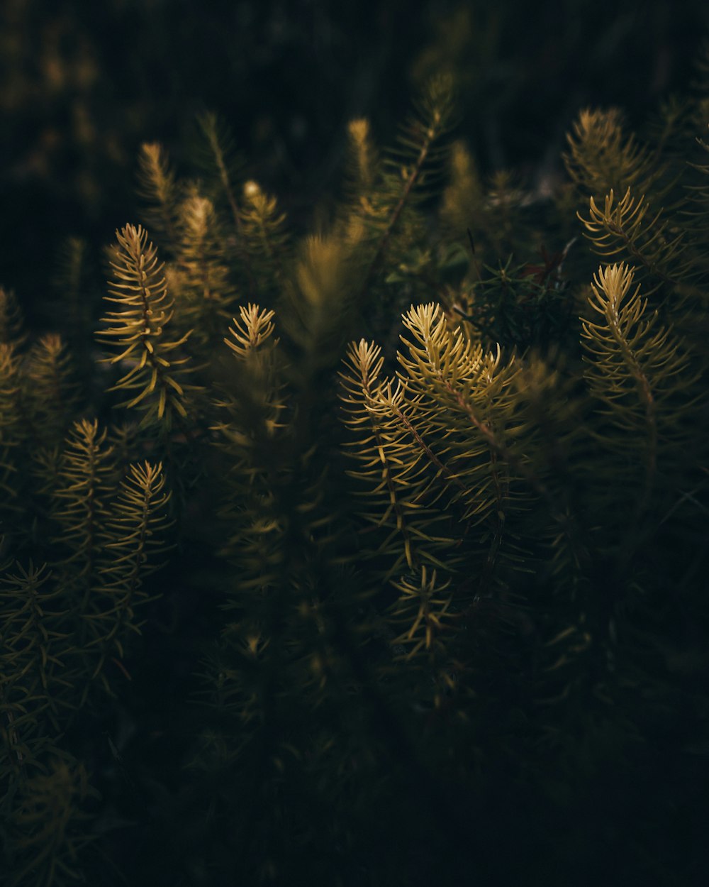 green and brown pine tree