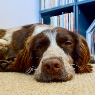 A close-up of a brown and white dog lying down on a carpeted floor. The dog's eyes are relaxed and its head is comfortably resting on the ground. In the background, there is a bookshelf filled with colorful books, adding a cozy atmosphere to the scene.