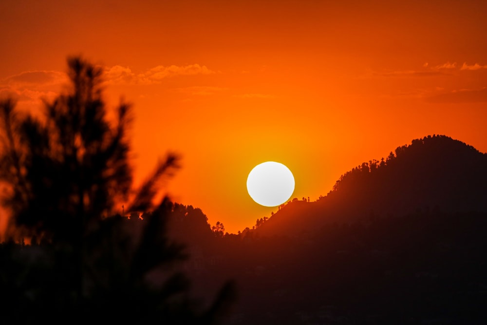 silhouette of trees during sunset