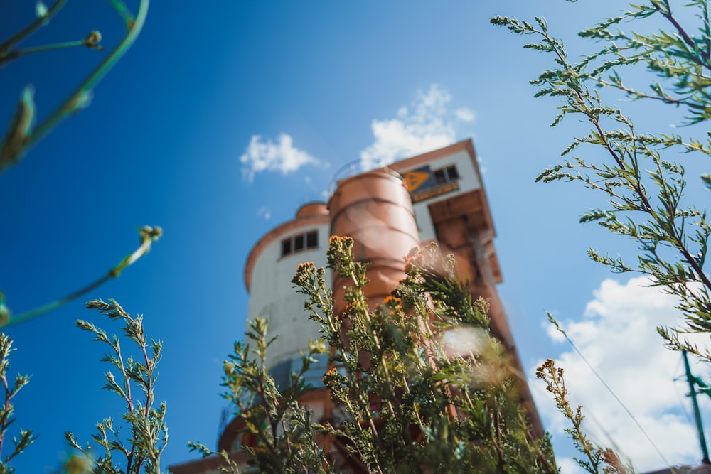 green and brown plant under blue sky during daytime