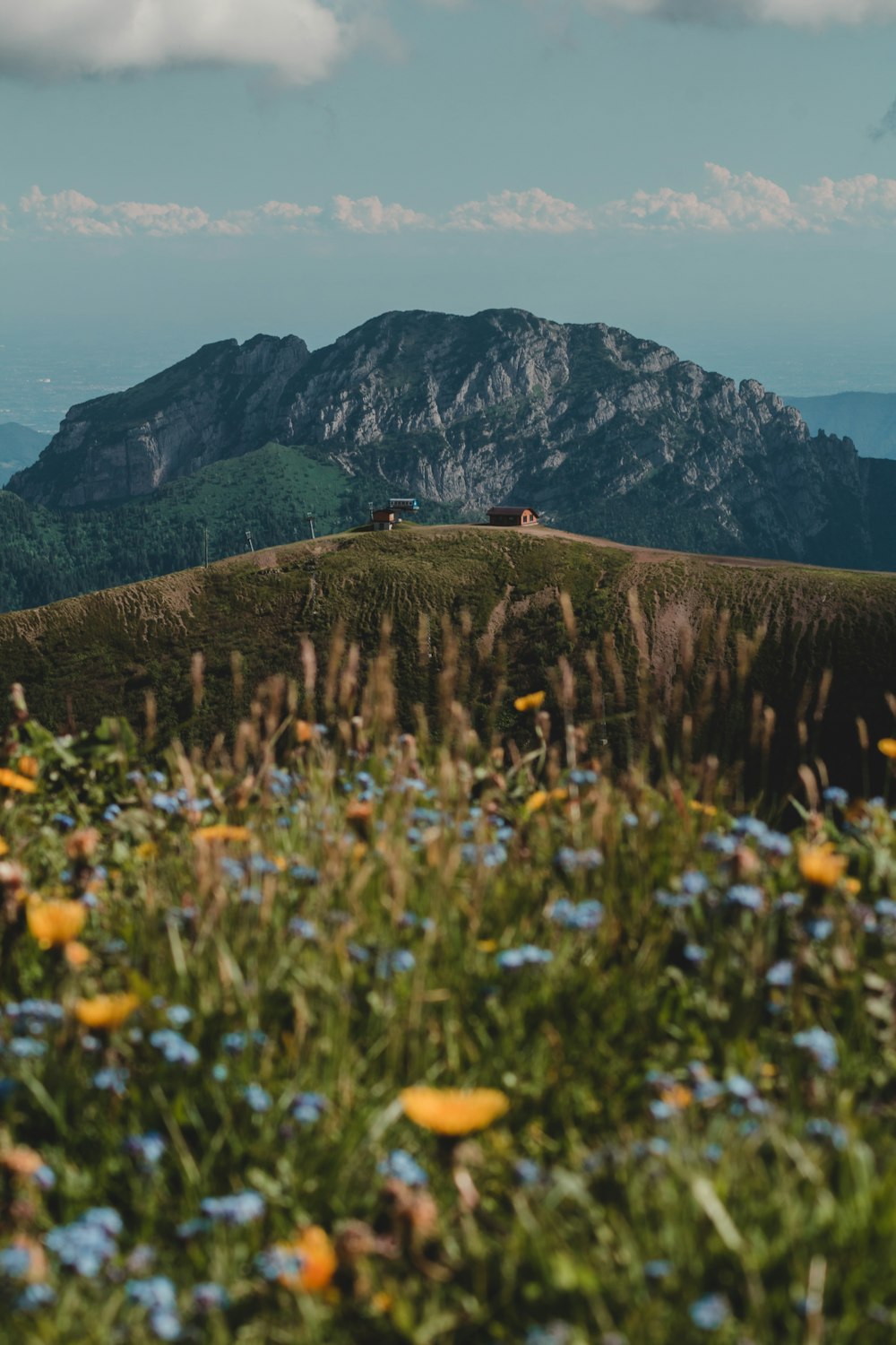 yellow flower field near mountain during daytime