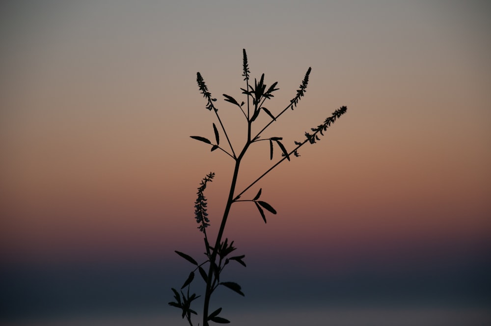 silhouette of plant during sunset