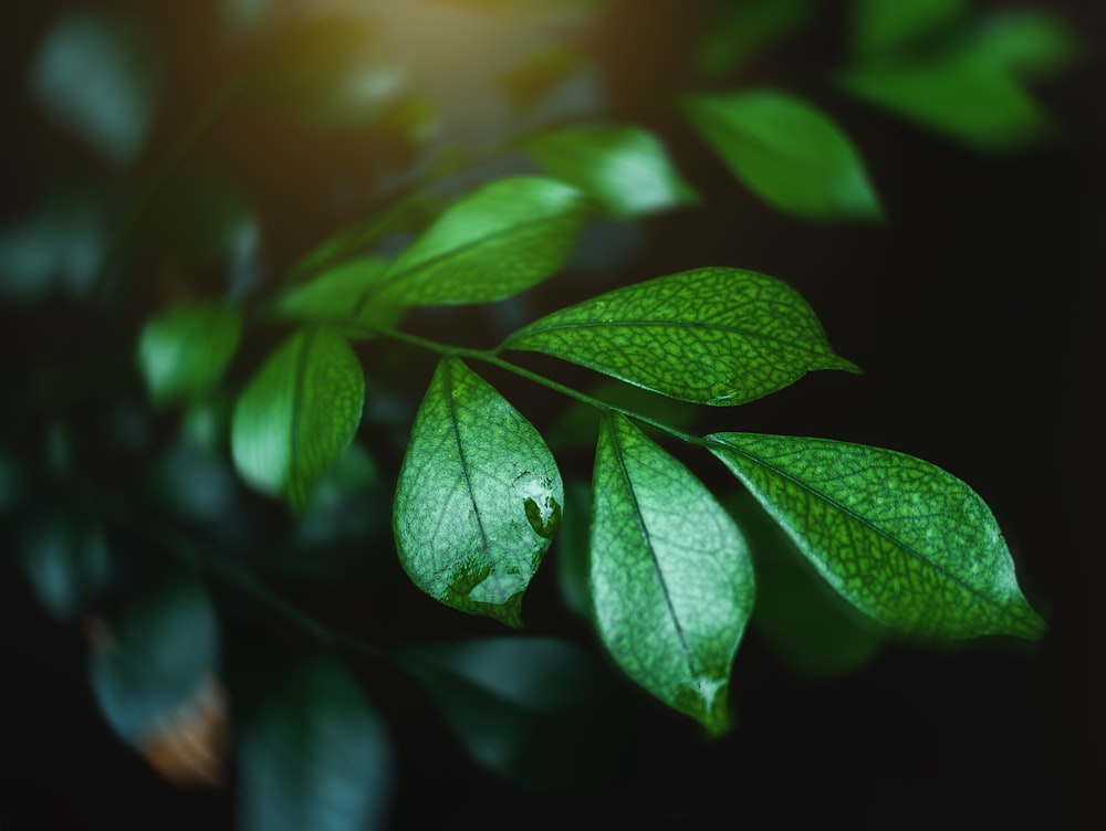 green leaves in tilt shift lens