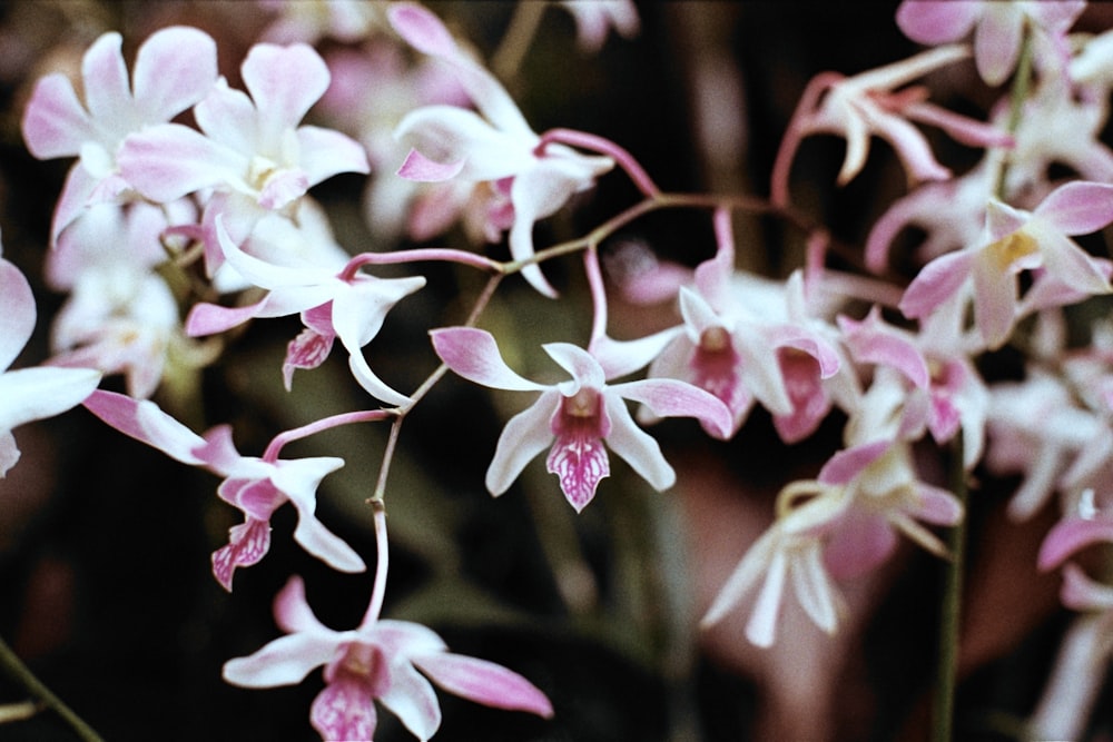 pink and white flowers in tilt shift lens