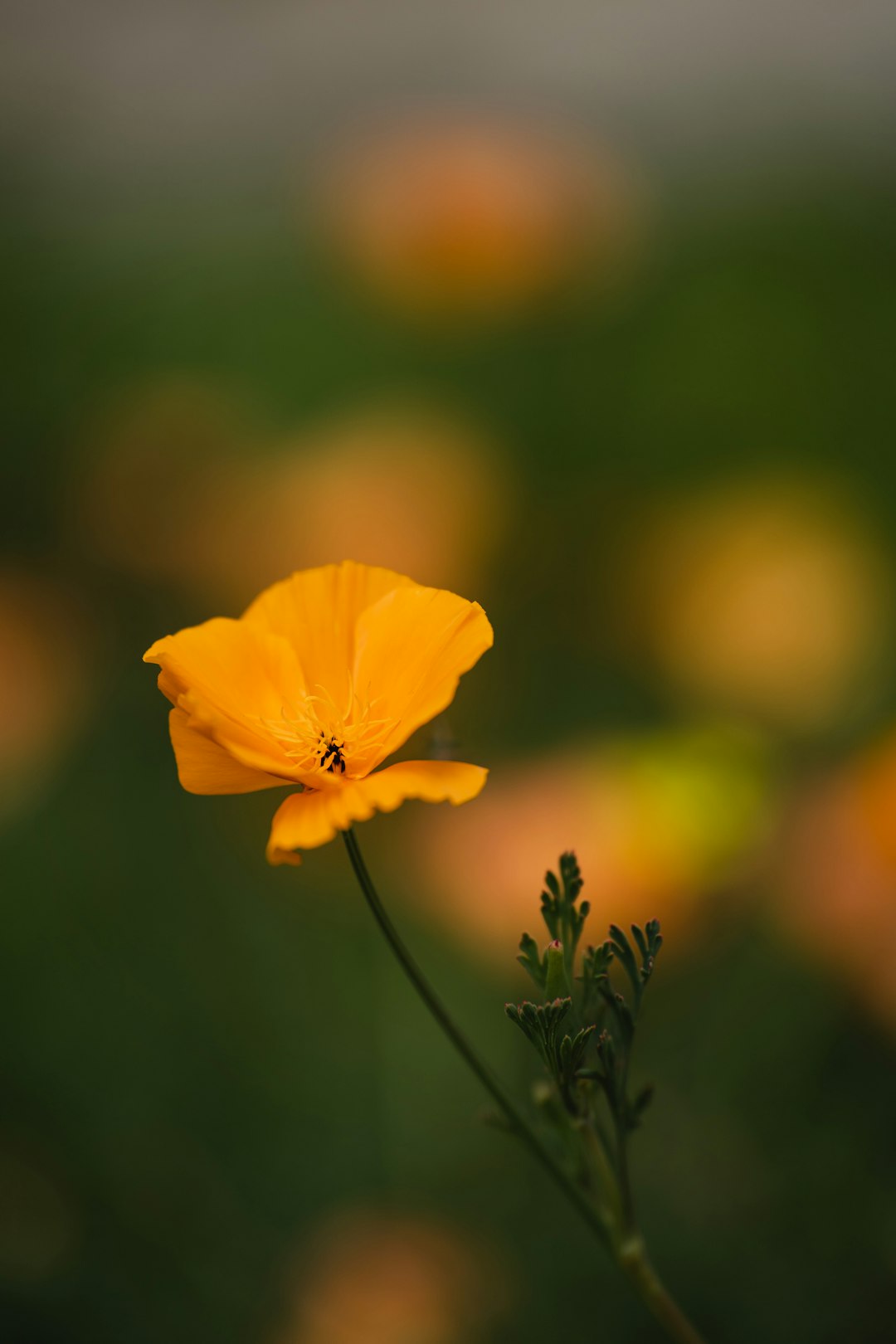 yellow flower in tilt shift lens