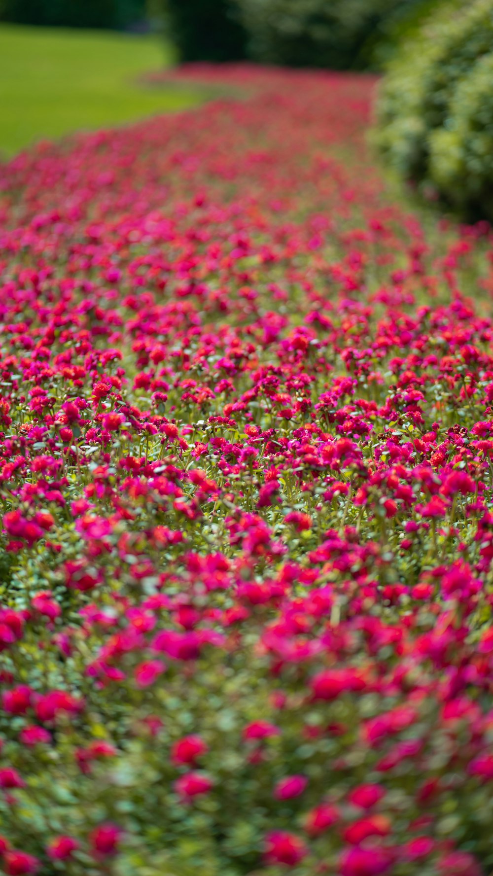 pink flower petals in close up photography