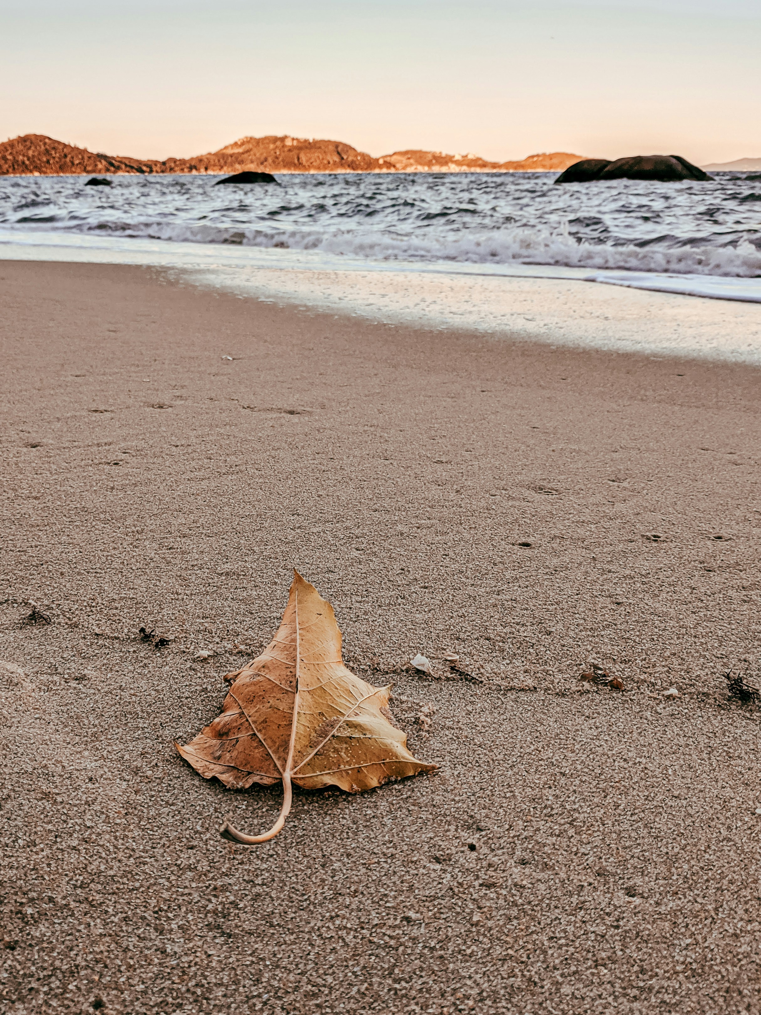 folha marrom na praia de areia branca durante o dia