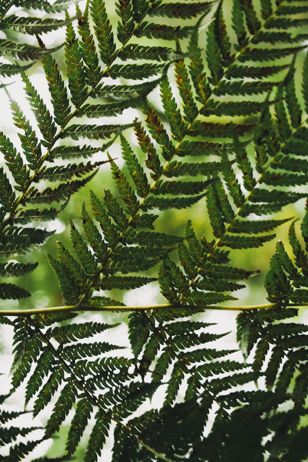 green leaves in close up photography