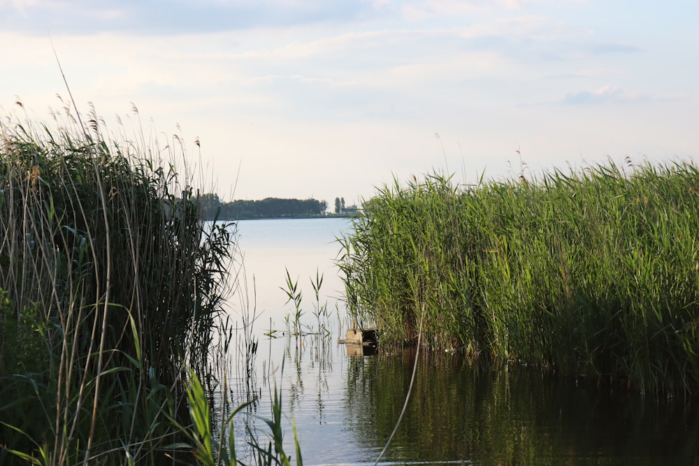 green grass near body of water during daytime