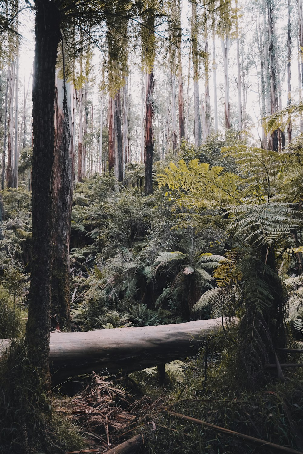 Alberi e piante verdi durante il giorno