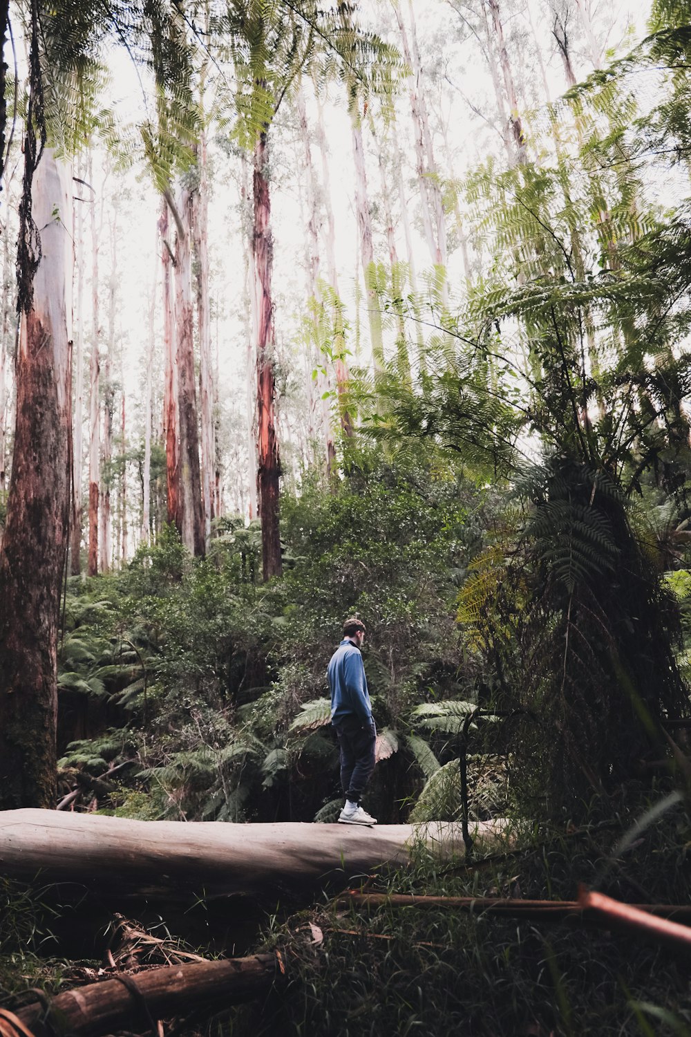 man in blue jacket and black pants standing on brown concrete pathway surrounded by green trees