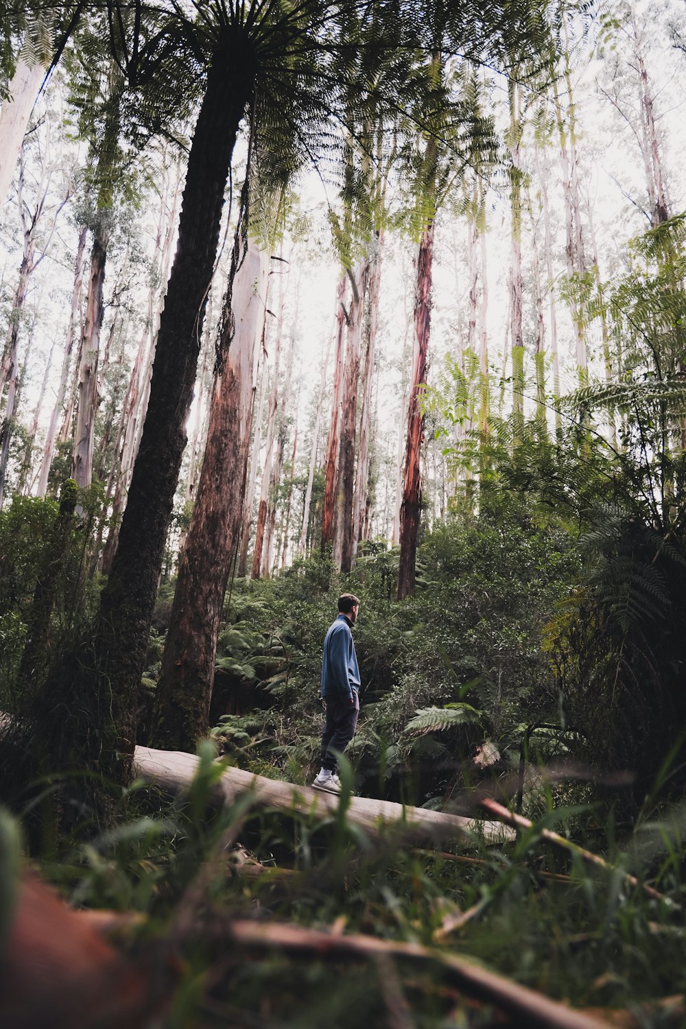 man in blue jacket walking on forest during daytime