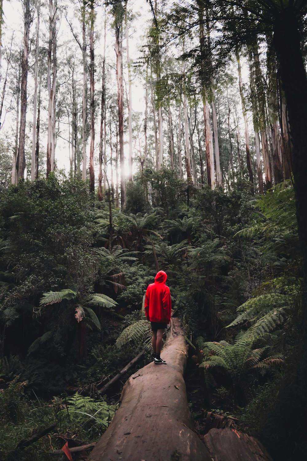 person in red hoodie standing on brown rock surrounded by green trees during daytime
