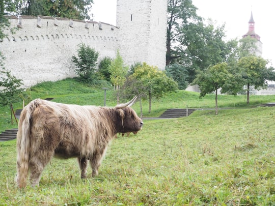 brown cow on green grass field during daytime in Luzern Switzerland