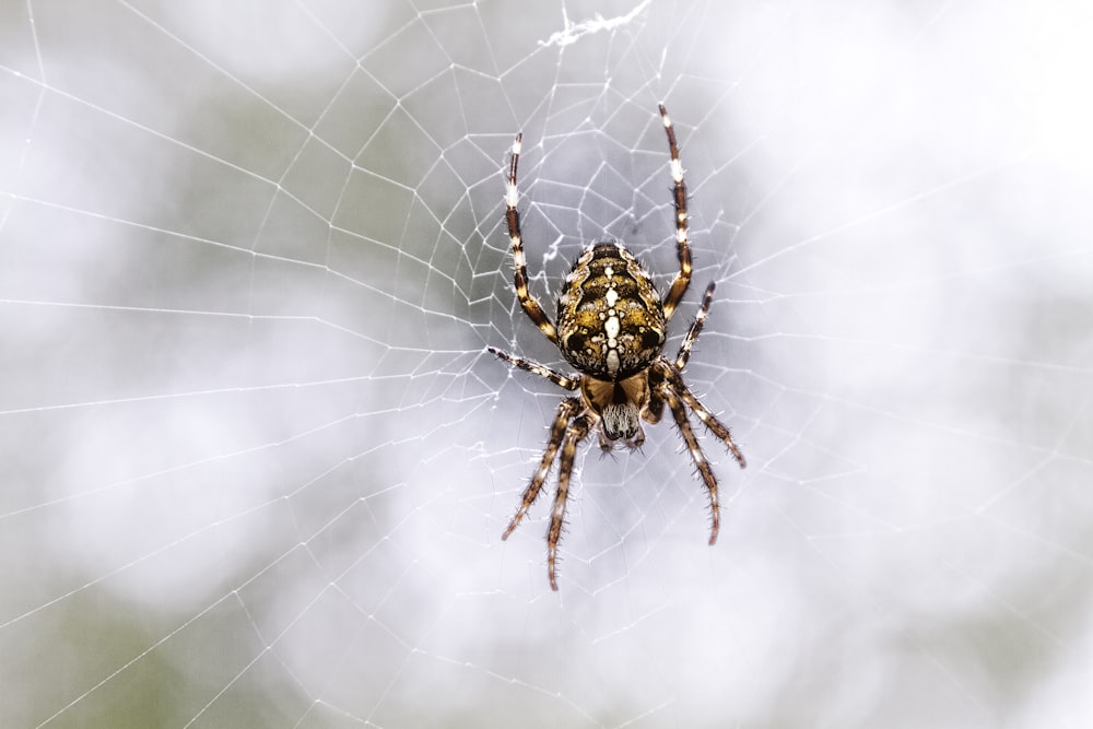 araignée brune et noire sur toile en gros plan photographie pendant la journée