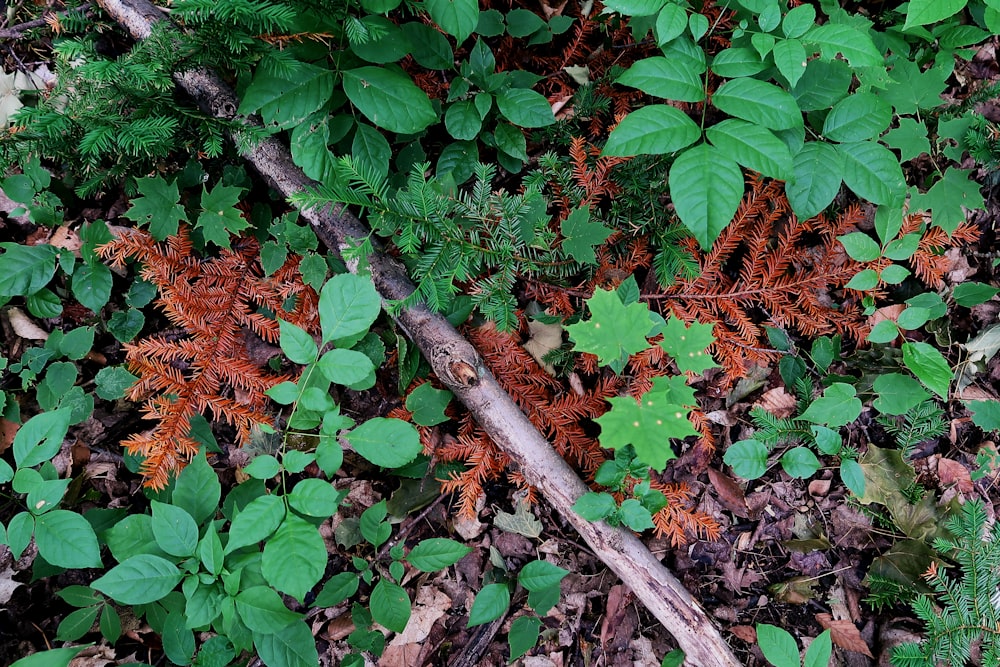 green leaves on brown soil