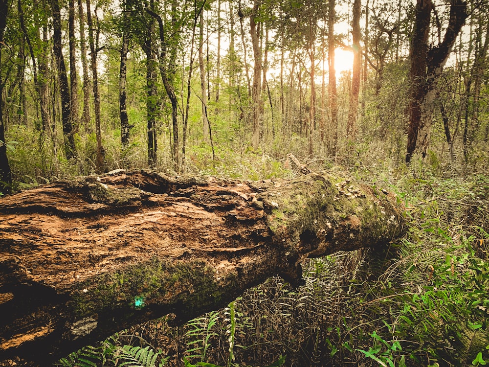 brown tree trunk on green grass field near lake during daytime