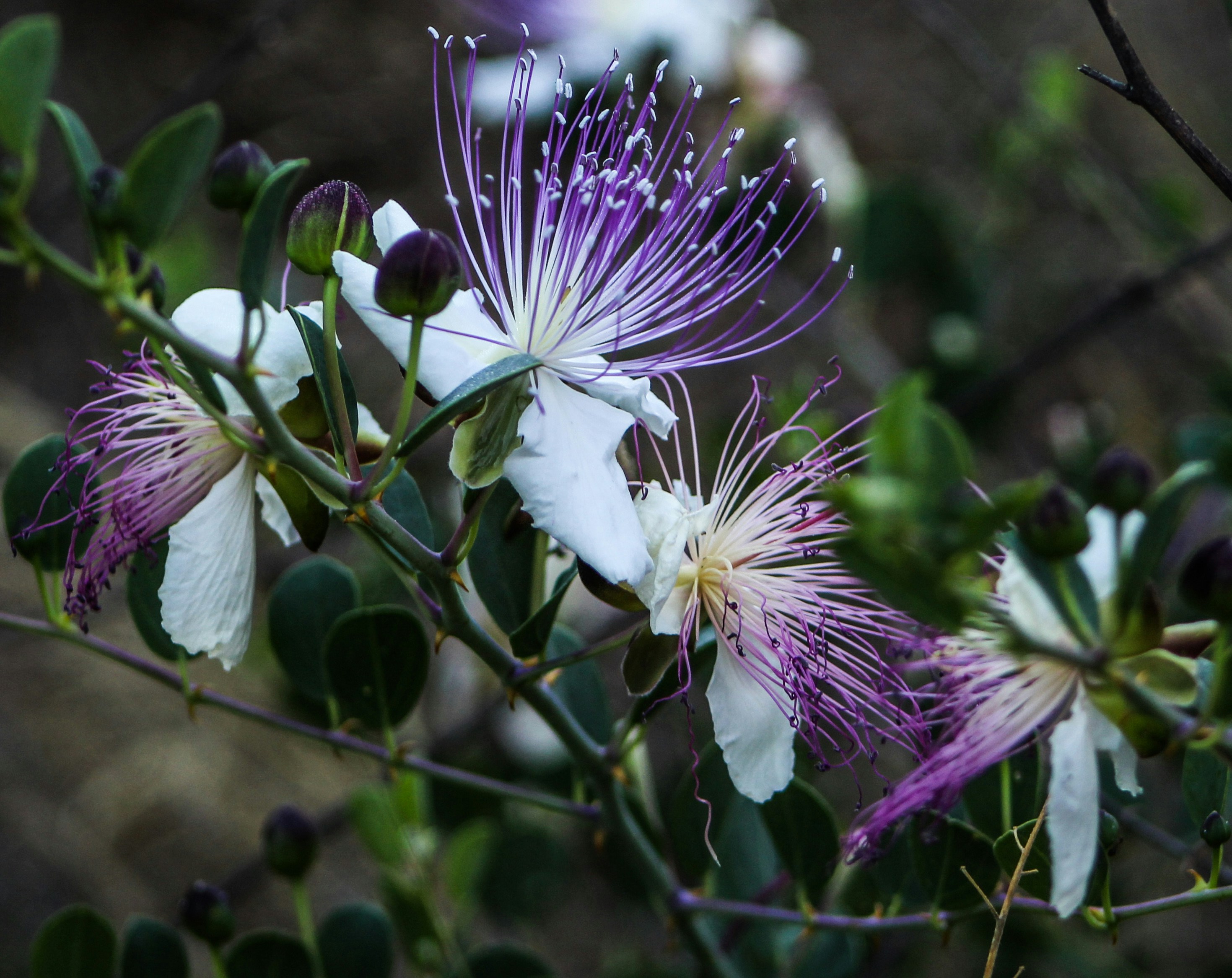 white and purple flower in tilt shift lens