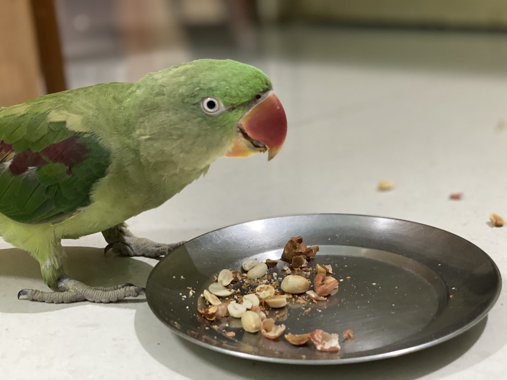 green yellow and red bird on black round plate