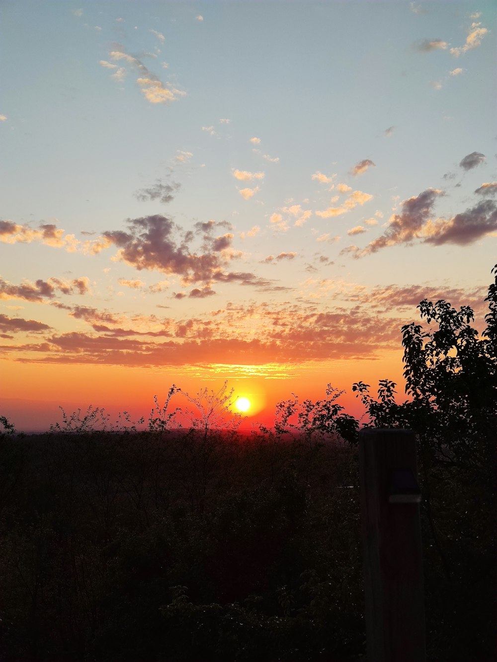 silhouette of trees during sunset