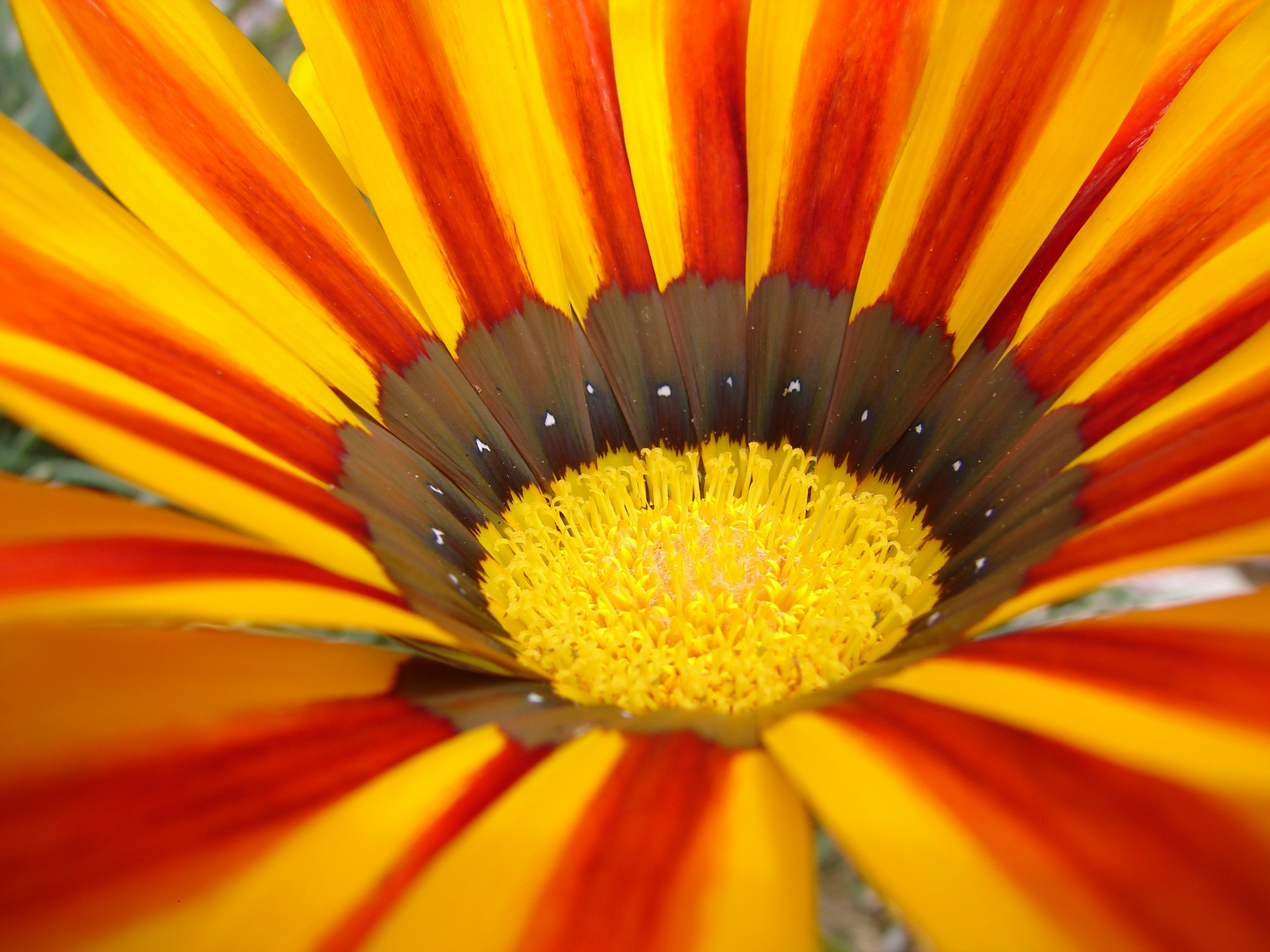 yellow and red flower in macro lens photography