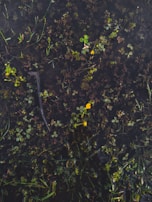 Close-up of native plants thriving near a restored wetland area.
