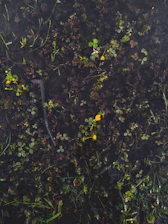 Close-up of a wetland area within Froehlich Farm, showcasing diverse wildlife and natural habitat.