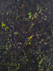 Close-up of a wetland area within Froehlich Farm, showcasing diverse plant life.