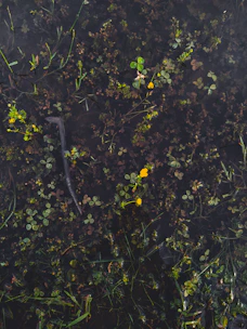 Close-up of a wetland area within Froehlich Farm, showcasing diverse wildlife and natural habitat.