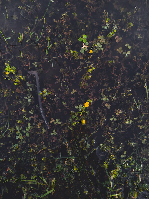 Close-up of a restored wetland area with vibrant wildflowers and a small stream.