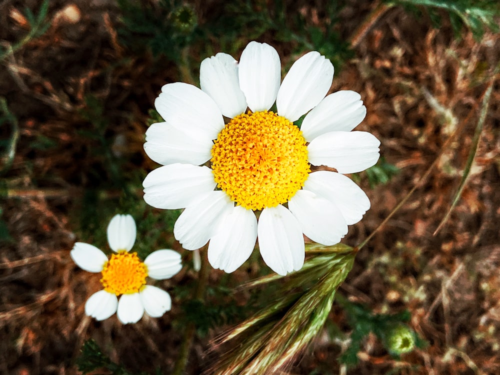 Weißes Gänseblümchen blüht tagsüber