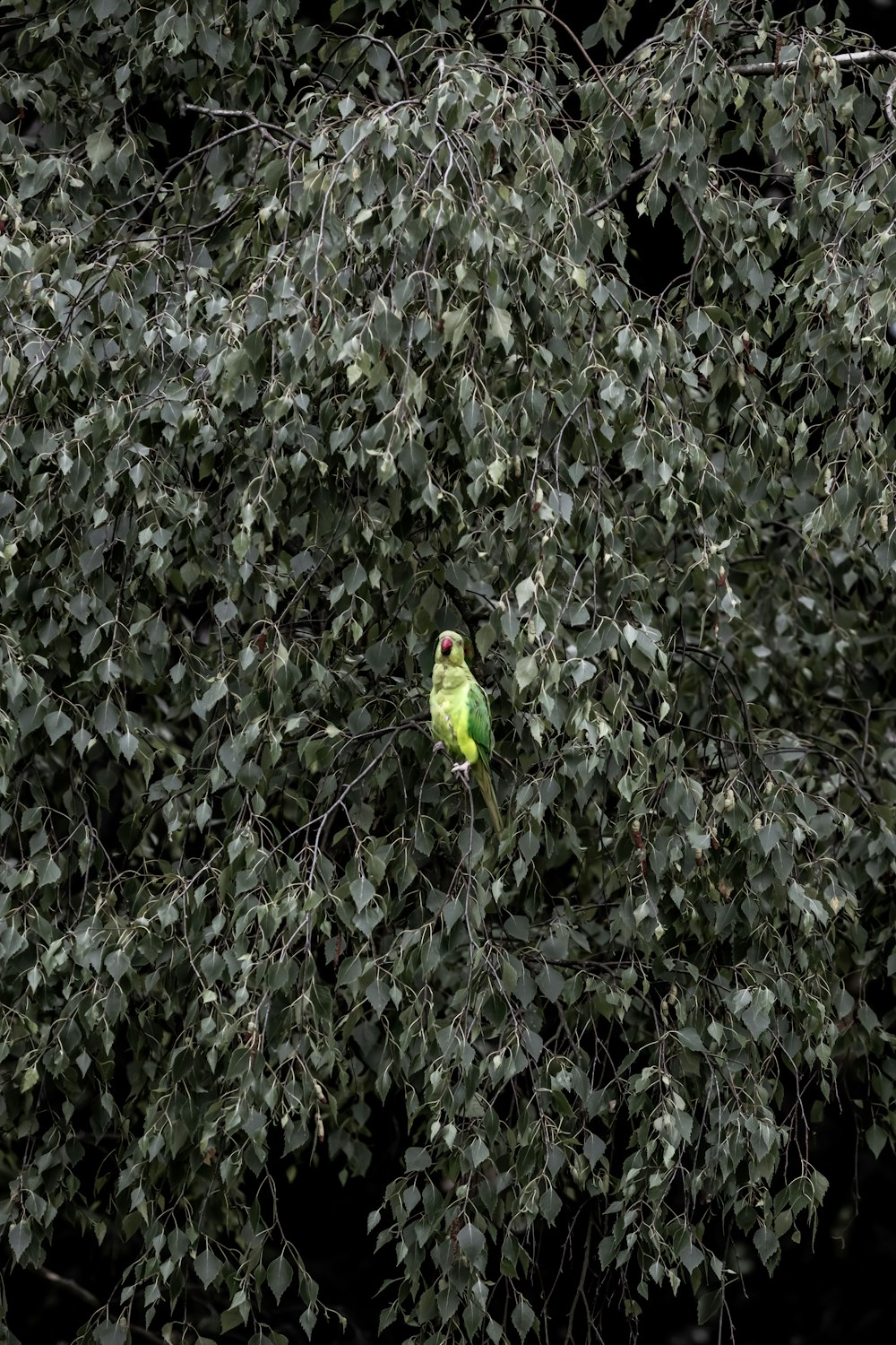 green bird on green tree during daytime
