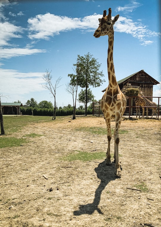 giraffe standing on green grass field during daytime in Safari Ravenna Italy