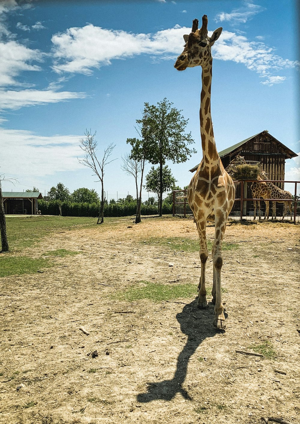 Giraffe steht tagsüber auf grünem Rasen