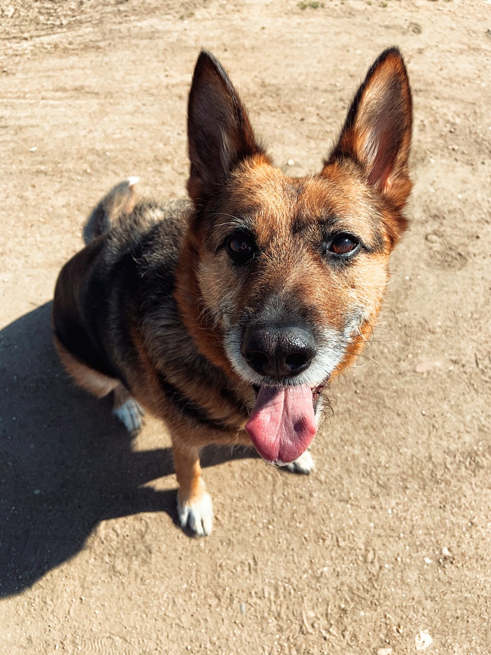 brown and black short coated dog